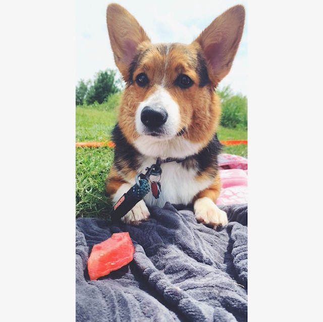 Walter, the Library Corgi