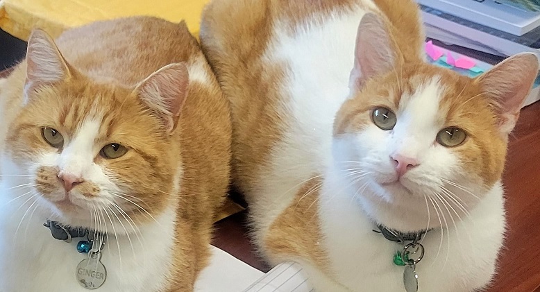 Fred and Ginger, the Library Cats